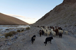 El pastoralismo está expuesto al riesgo de degradación de los recursos naturales.