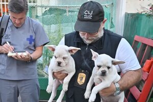 Rescataron a 10 perros de un criadero ilegal en Monserrat