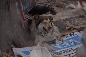 Rescataron a 50 perros que vivían hacinados en una casa de Escobar