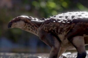 Hallaron restos de dinosaurios "acorazados" en Río Negro