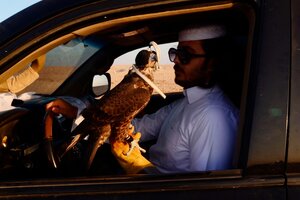 El qatarí que ama los halcones (Fuente: Julián Varsavsky)