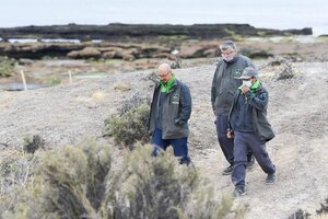 Imputarán al responsable de haber pasado una topadora sobre nidos de pingüinos en Chubut  