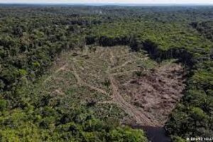La Unión Europea acordó impedir la exportación de productos de bosques deforestados