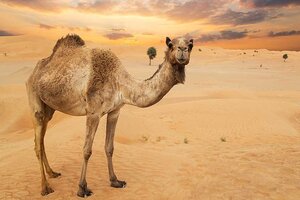 Francia y las dudas por "la gripe del camello": "Aún no hay confirmación de un brote desde organismos oficiales"