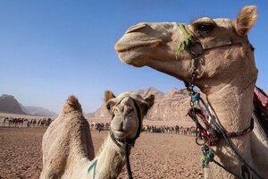 “Virus del camello”: ¿hay que tomar precauciones con quienes vuelvan de Qatar? 