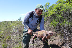 Encuentran crías de iguanas rosadas en Islas Galápagos (Fuente: Dirección del Parque Nacional Galápagos)