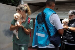 Desmontaron un criadero ilegal de perros en el barrio porteño de Belgrano