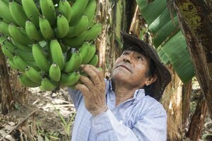 El dilema de la banana: commoditie o producción argentina (Fuente: Gentileza UTT)