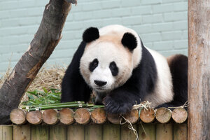 Reino Unido devolverá a China sus únicos pandas tras 12 años sin procrear 