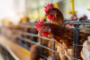 El Senasa confirmó la alerta preventiva por gripe aviar