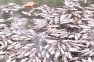Investigan la muerte de peces en el río Arenales 
