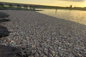 Analizan acciones ante gran mortandad de peces en laguna del norte de Santa Fe
