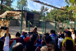 México: despiden al jefe de un zoológico por vender y cocinar animales