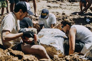 Expertos, desenterrando los restos de dos gliptodontes (Foto: Museo Municipal de Ciencias Naturales Lorenzo Scaglia).