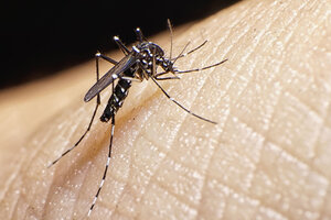Una empresa argentina lanzó un kit que permite detectar dengue en tiempo real