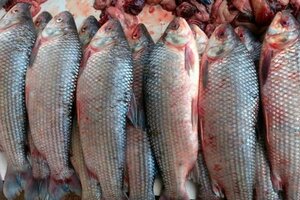 Piden no consumir peces del río Salado por la contaminación con agrotóxicos 