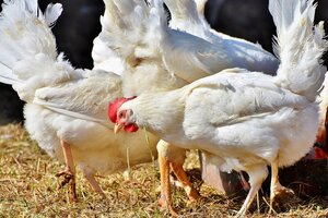 Gripe aviar: al menos 14 personas estuvieron expuestas al contacto con aves infectadas