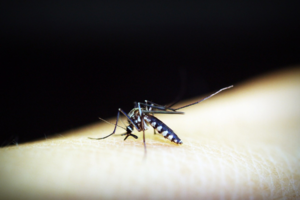 Aumentaron un 252% los casos de dengue en la última semana: cuáles son las razones
