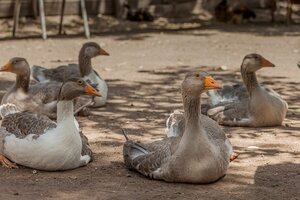 Gripe aviar: detectan el primer caso en provincia de Buenos Aires