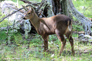 Nació un huemul en cautiverio en Chubut por primera vez en 70 años (Fuente: Fundación Shoneem)