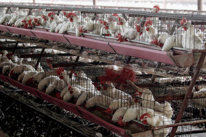 Medidas de Senasa para frenar la gripe aviar