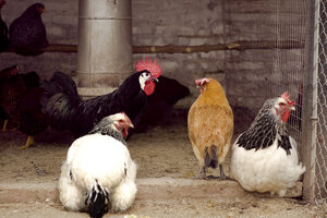 “No hay riesgo de contraer gripe aviar por consumir pollo o huevos”, advirtió el Senasa