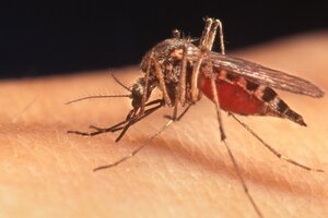 Fuerte suba de casos de dengue y chikungunya en Argentina en las últimas semanas