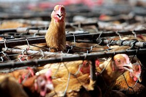 Gripe aviar: el Gobierno informó que no se detectaron brotes en lugares de producción   (Fuente: AFP)