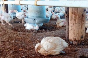 Influenza aviar: se confirmó el primer caso positivo en aves de corral y se suspendieron las exportaciones  