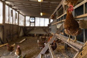 Exportaciones con gripe aviar