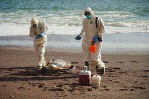 Perú: casi 3500 lobos marinos muertos desde noviembre por presunta gripe aviar 