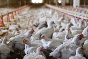 Gripe aviar: para reabrir la exportación no debe haber casos por seis meses