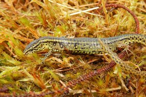Perú: descubren una nueva especie de lagarto