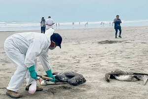 Gripe aviar: encontraron más de 600 pelícanos muertos en una isla protegida de Colombia