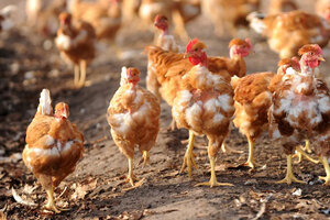 Operativos de prevención por la gripe aviar