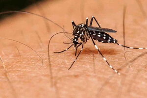 Confirman 8.000 casos de dengue en 13 jurisdicciones y más de 500 de chikungunya  