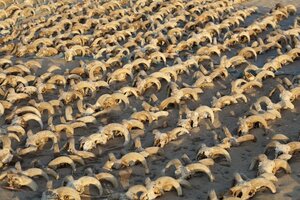 Dos mil carneros momificados en Egipto (Fuente: AFP)