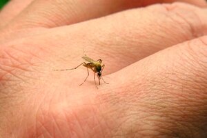 Confirman los primeros cinco casos autóctonos de chikungunya en Santa Fe