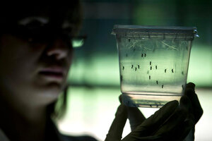 Dengue: la advertencia del Ministerio de Salud por el brote (Fuente: AFP)