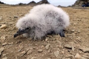 Renace el petrel buceador en Chile, una pequeña ave marítima en peligro de extinción (Fuente: AFP)