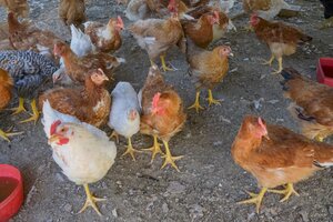 Corrientes: aislaron a una familia y sacrificaron animales por un caso de gripe aviar 