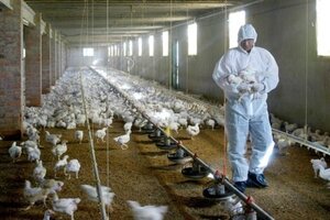 Gripe aviar: el Senasa confirmó seis nuevos casos 