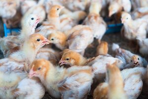 China registró la primera muerte por gripe aviar H3N8 en el mundo