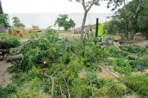 Reserva Ecológica: talaron árboles para construir un "área de servicios"