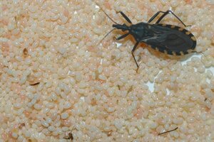 La enfermedad de Chagas mata a 10 mil personas al año en América Latina