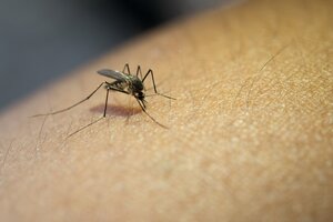 Dengue: suman más de 56.000 los casos en todo el país