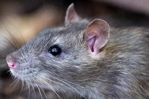 Una rata mordió a un alumno en un colegio de Caballito