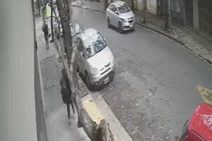 Video: una mujer sufrió un fuerte golpe en la cabeza por un árbol seco que se cayó