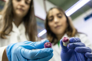 Científicas desarrollan un enjuague bucal con orégano (Fuente: Universidad Nacional de San Luis)