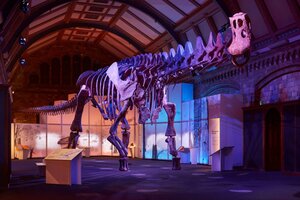Exhiben en Londres una réplica de un dinosaurio hallado en Chubut  (Fuente: Télam)